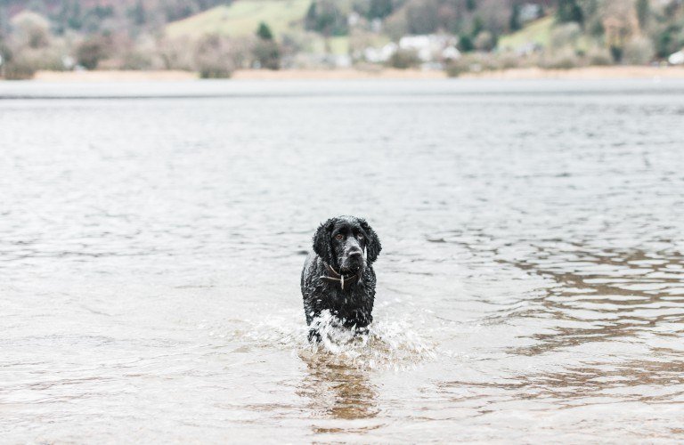 Dog Friendly Lake District Rooms 